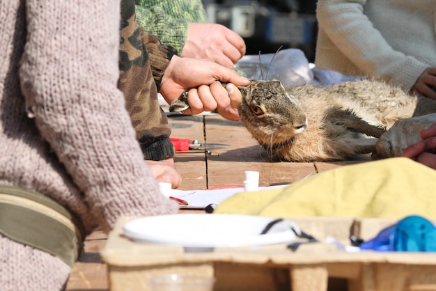 Jak założyć fundację na rzecz zwierząt i pomagać czworonogom?